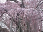 三春滝桜ダイジェスト2010.4.19 Miharu waterfall cherry blossoms digest